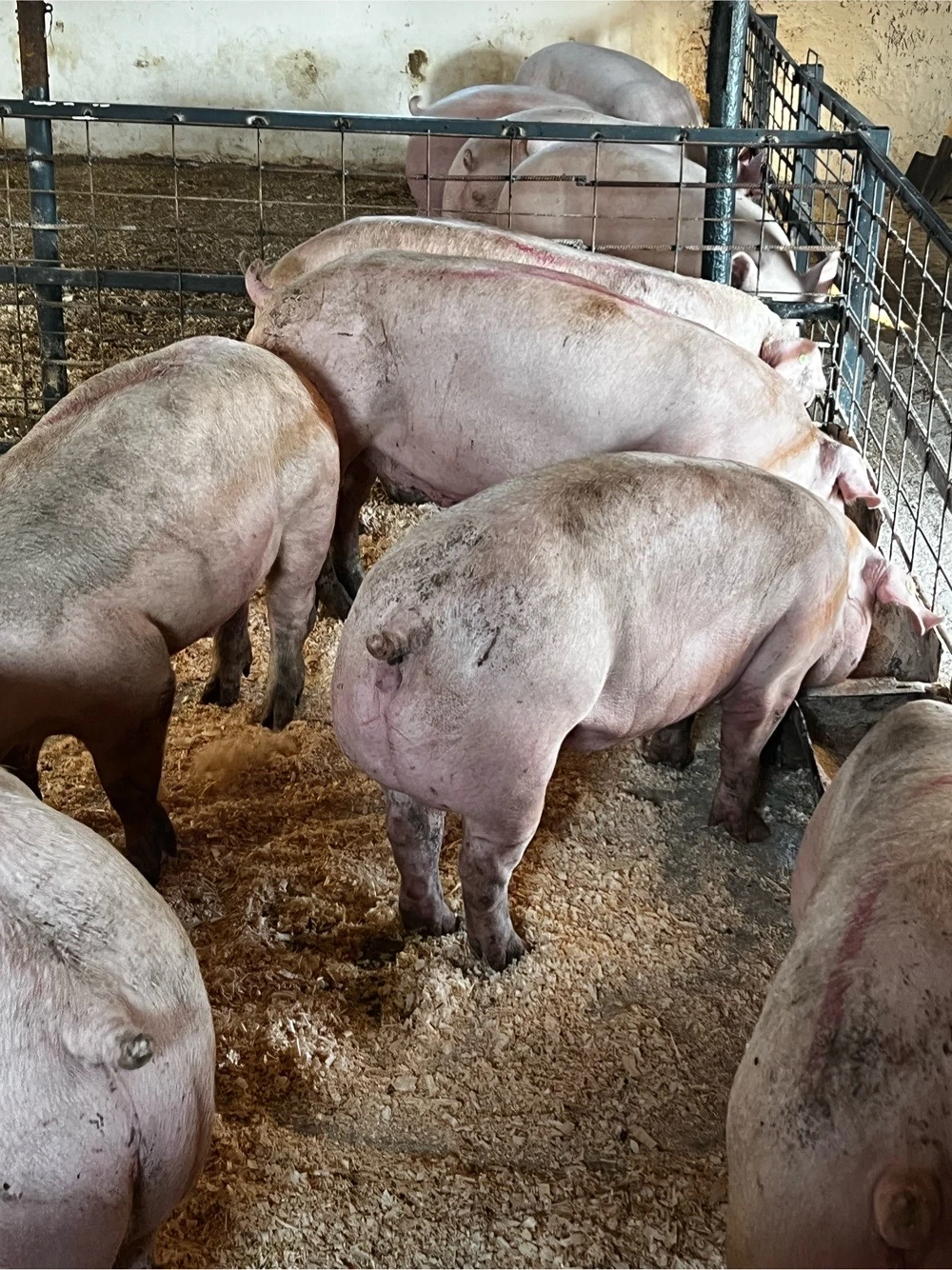 porci de carne 