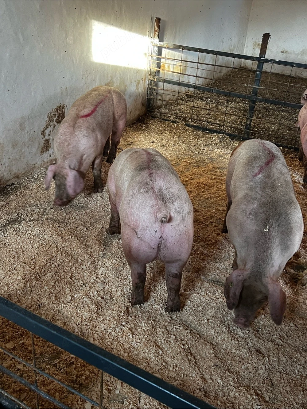 Porci de vanzare 