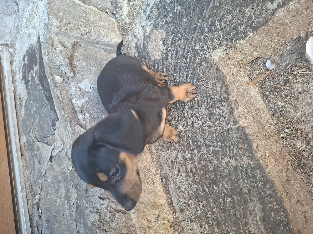 Vând cățea de Tekel,in Lugoj Județul Timiș.