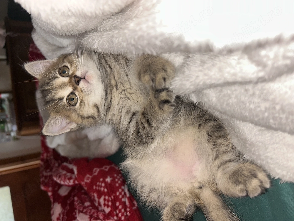 Pui British Shorthair Tabby