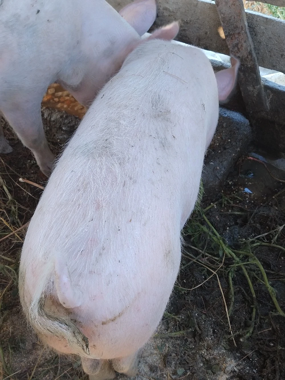 porc de vanzare
