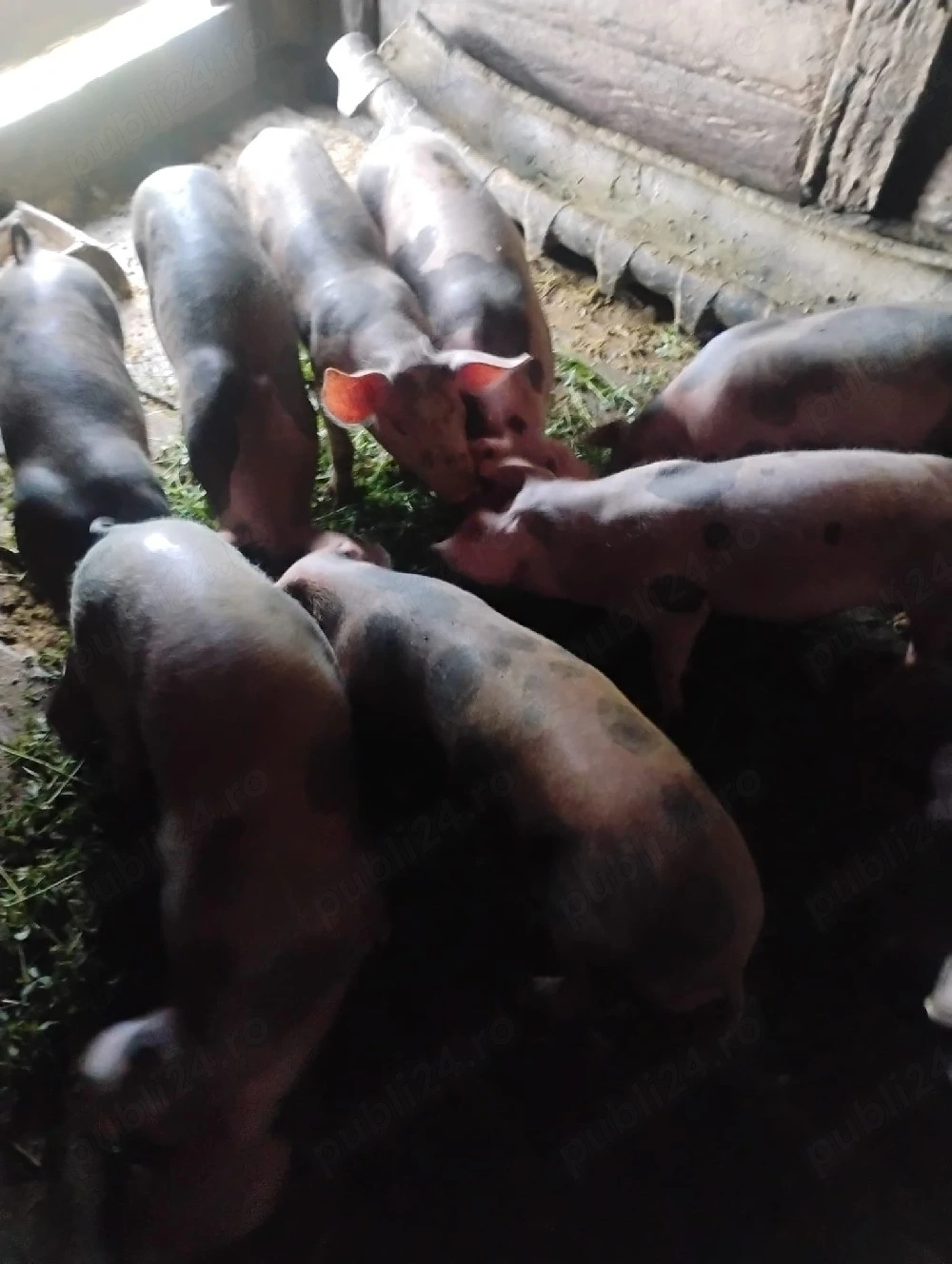  10 purcei de 9 săptămâni