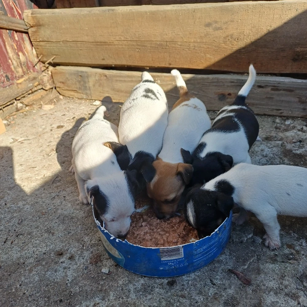 cateluse jack russel