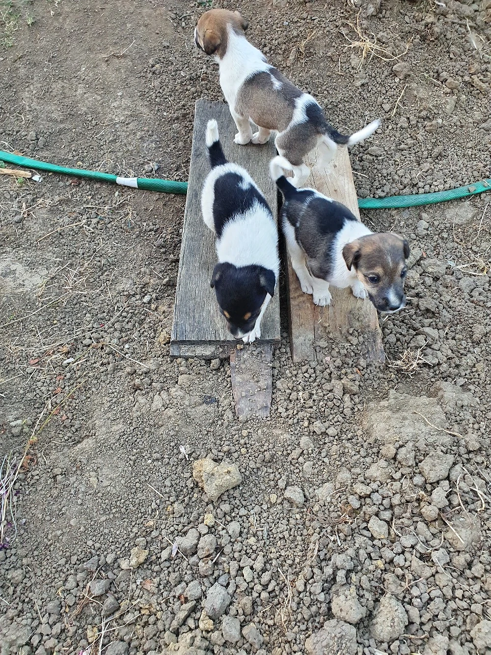 Fox-terrier catei