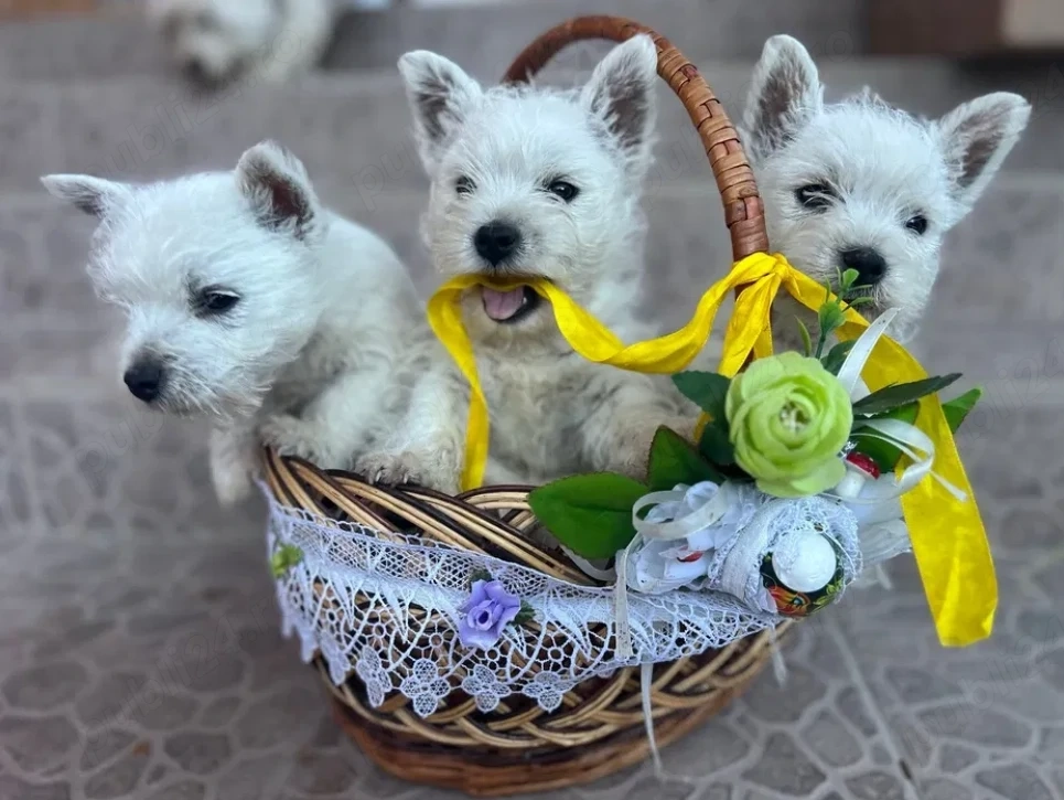 Westie de calitate - furnizor autorizat 