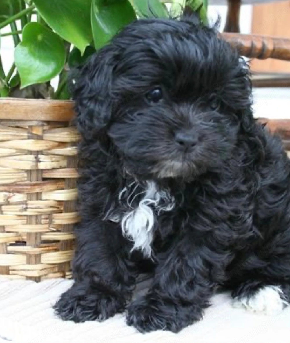 Caniche băiețel superb 