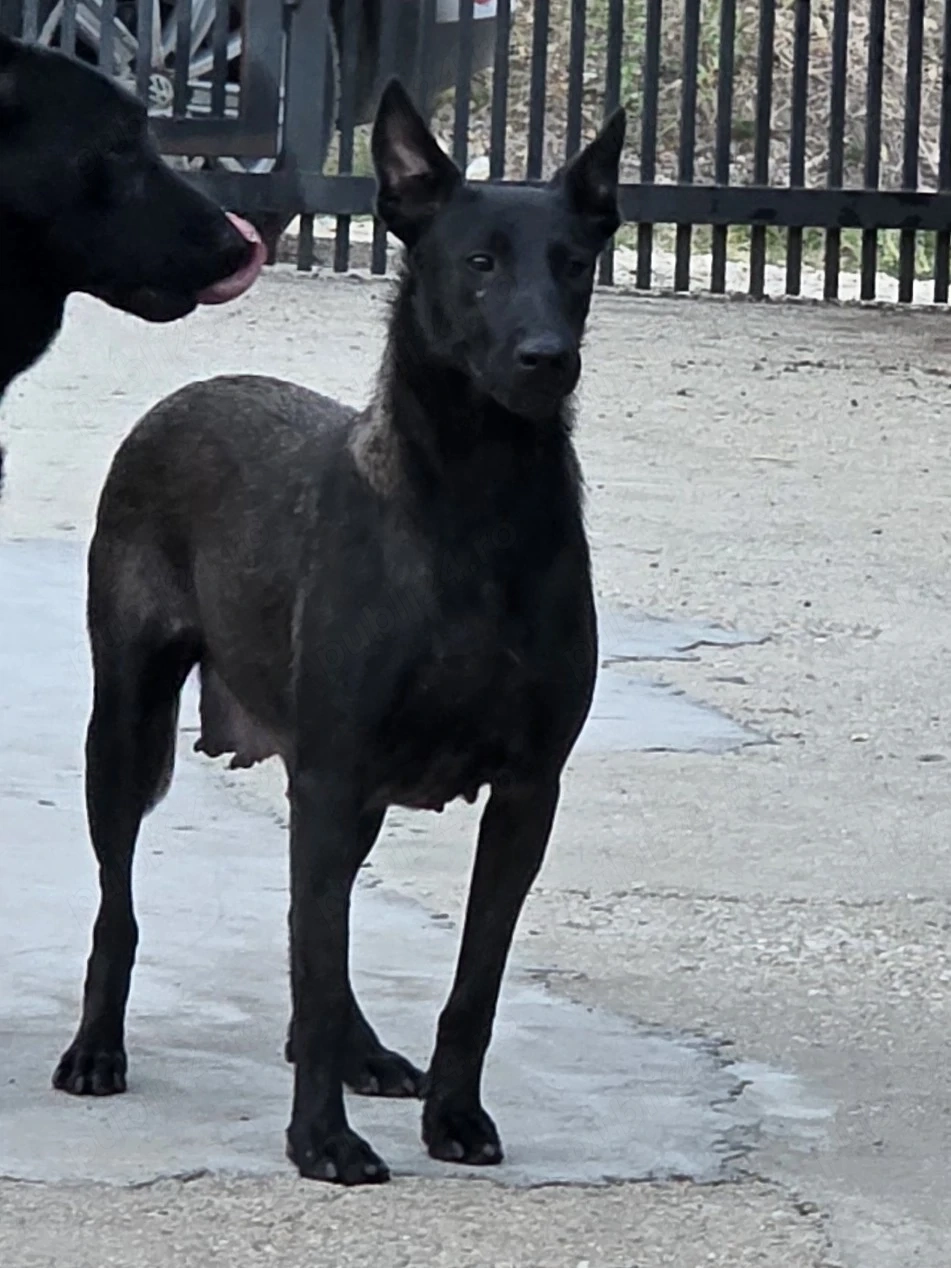 Femela Ciobanesc Belgian Malinois