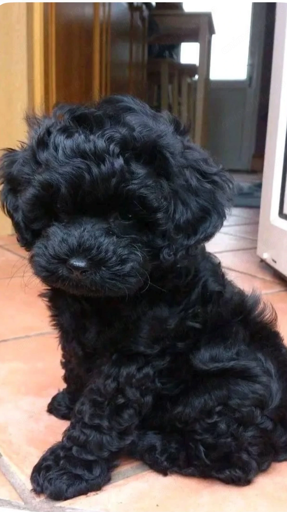 Puiuti caniche pudel canis