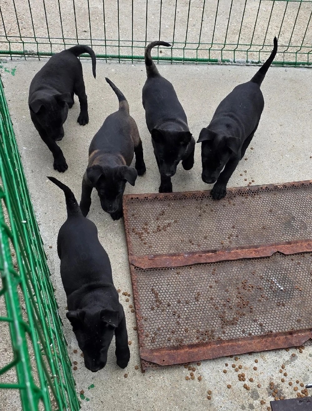 Catei Ciobanesc Belgian Malinois