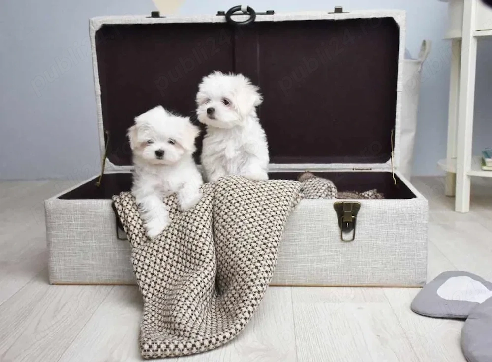 Bichon Maltese, talie Mini Toy, albi imaculat, 2 luni