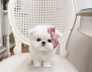 Bichon maltez tea cup toy (mai mic decat mini toy) 
