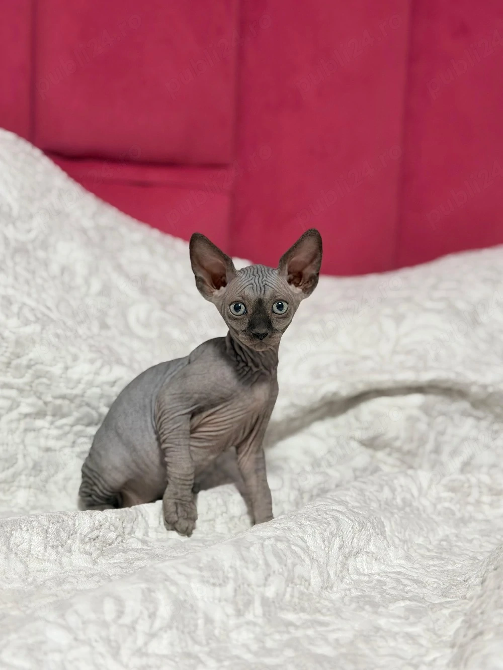 Vand  Pisica Sphinx  finx  sphinx