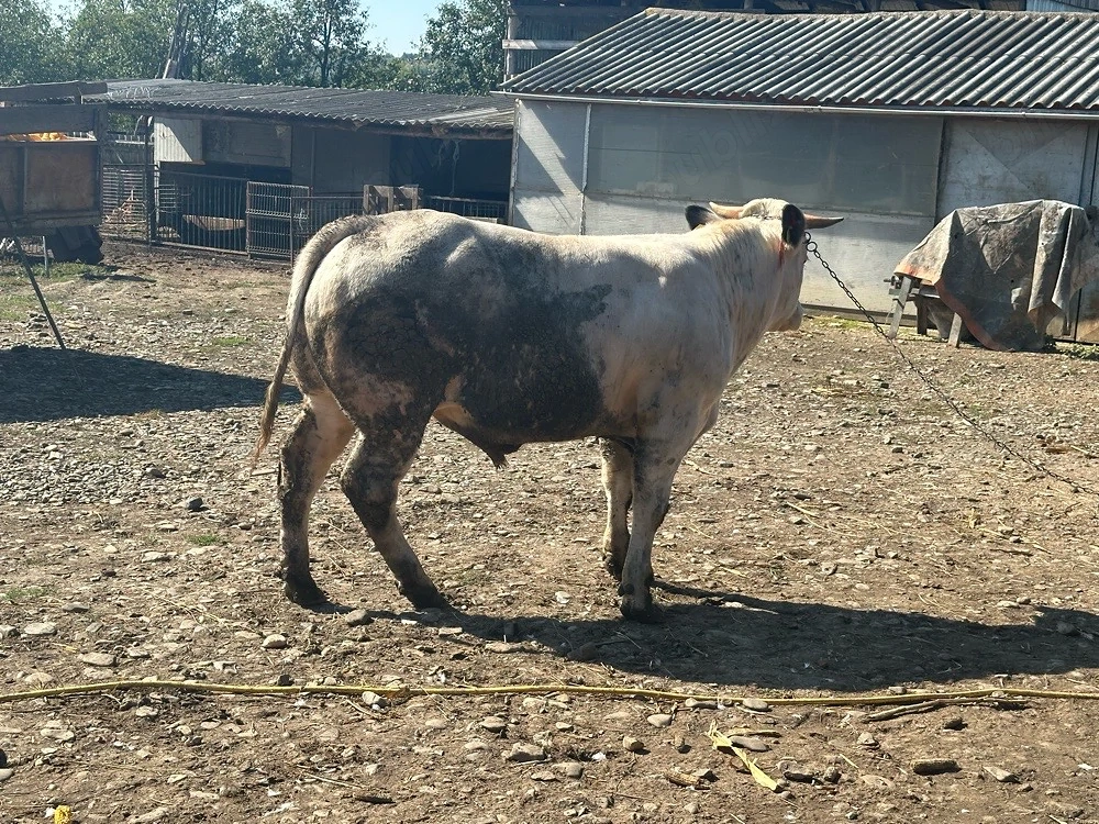 Viței.     