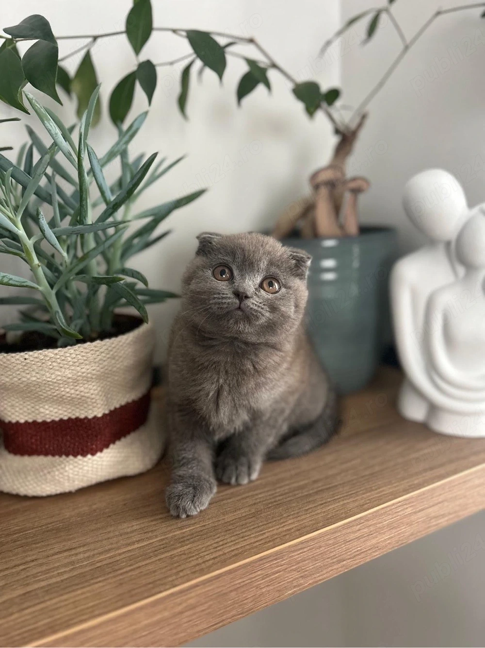 Motanel scottish fold 