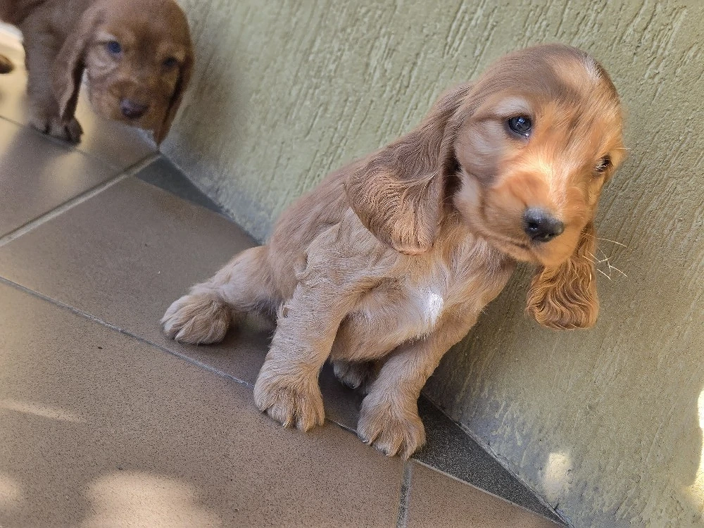 Cocker Spaniel auriu