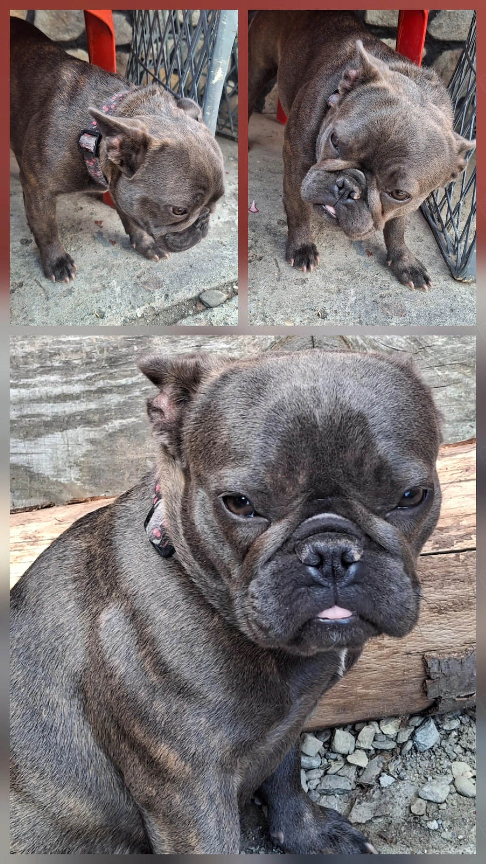 Vând Buldog Francez.