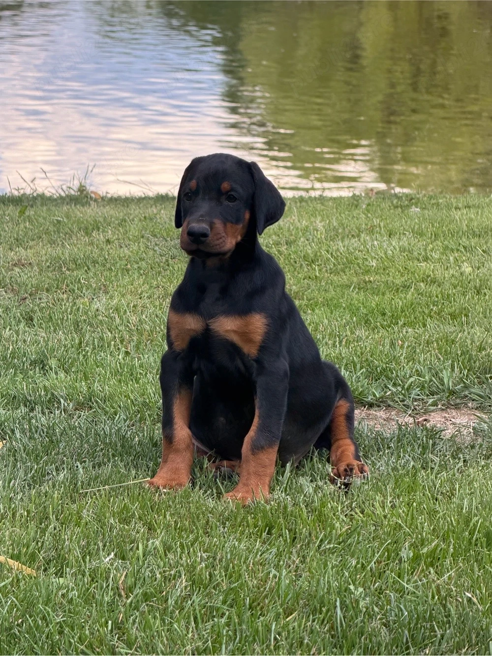 vand doberman 