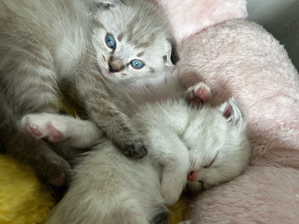 Puișori Scottish Fold-Scottish Straight