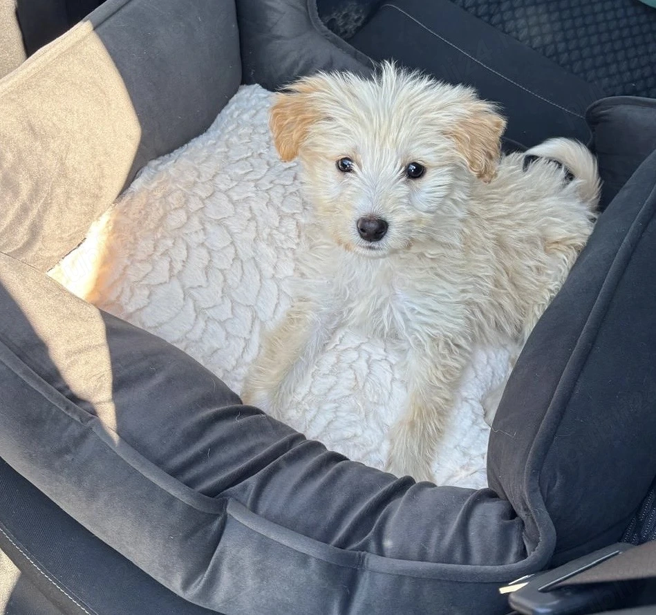 Maltipoo băiețel 10 saptamani