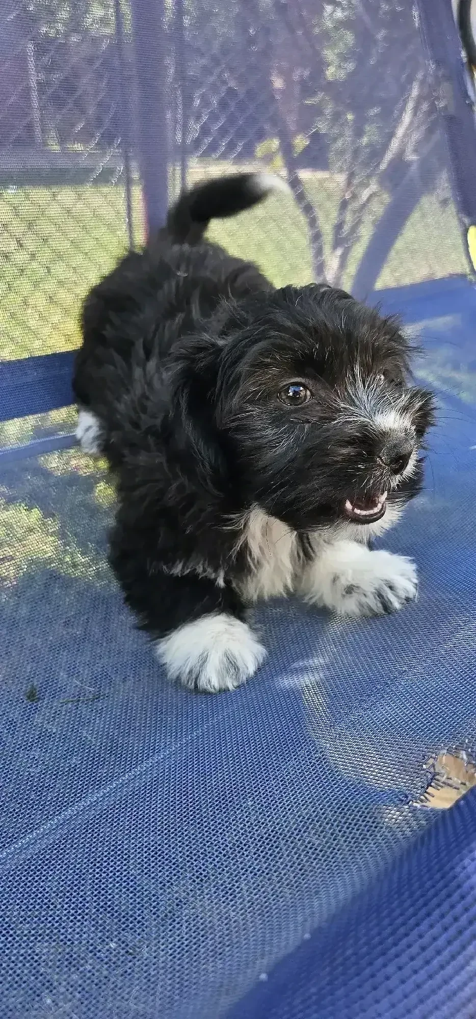 Bichon Talie Mica