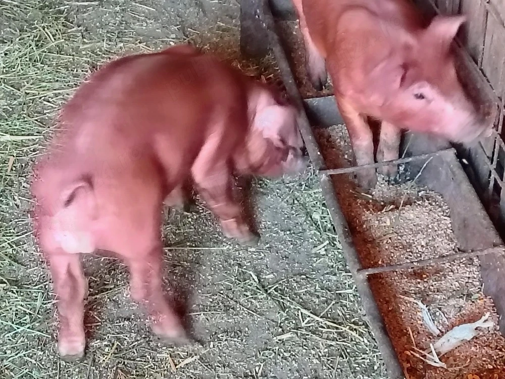 vind purcei rasa duroc