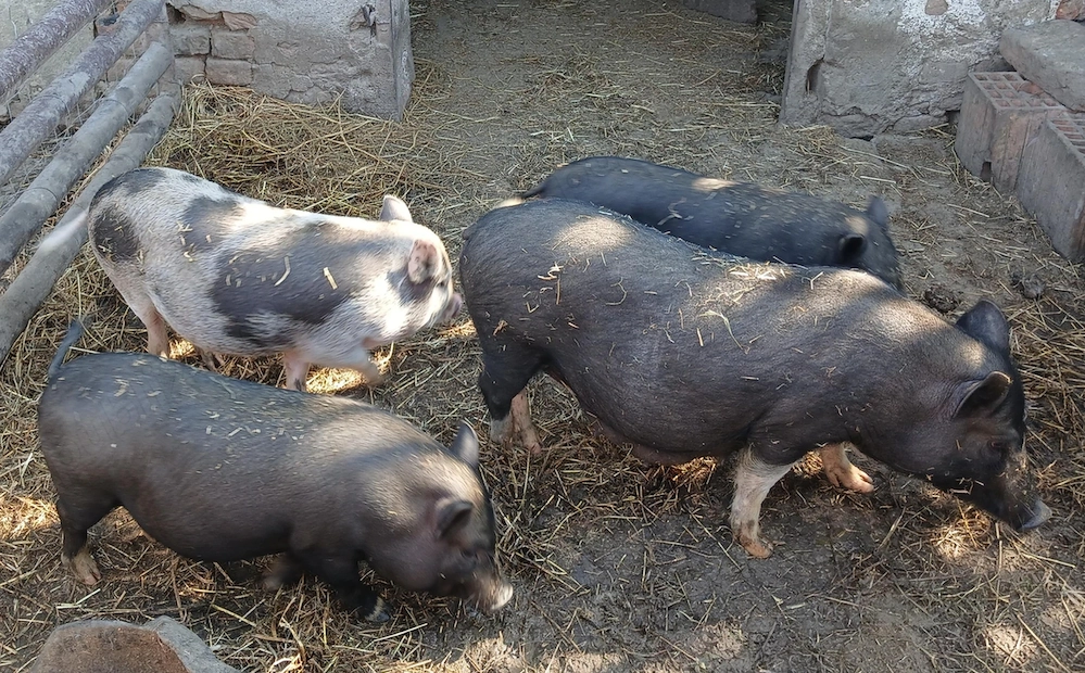 Vând porci vietnamezi : 1 scrofiță și 3 purcele