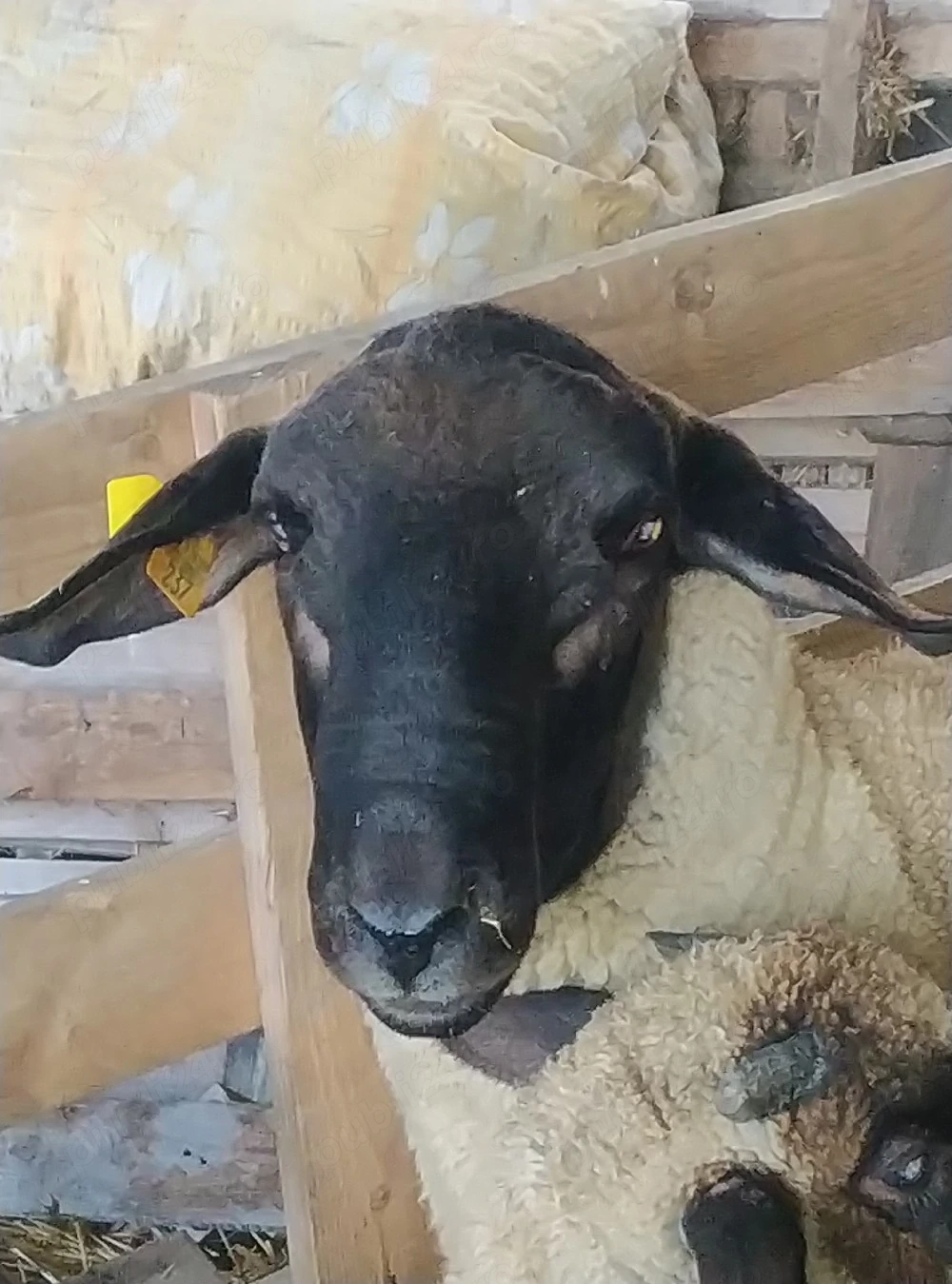 Vând sau schimb oi cu lucernă 