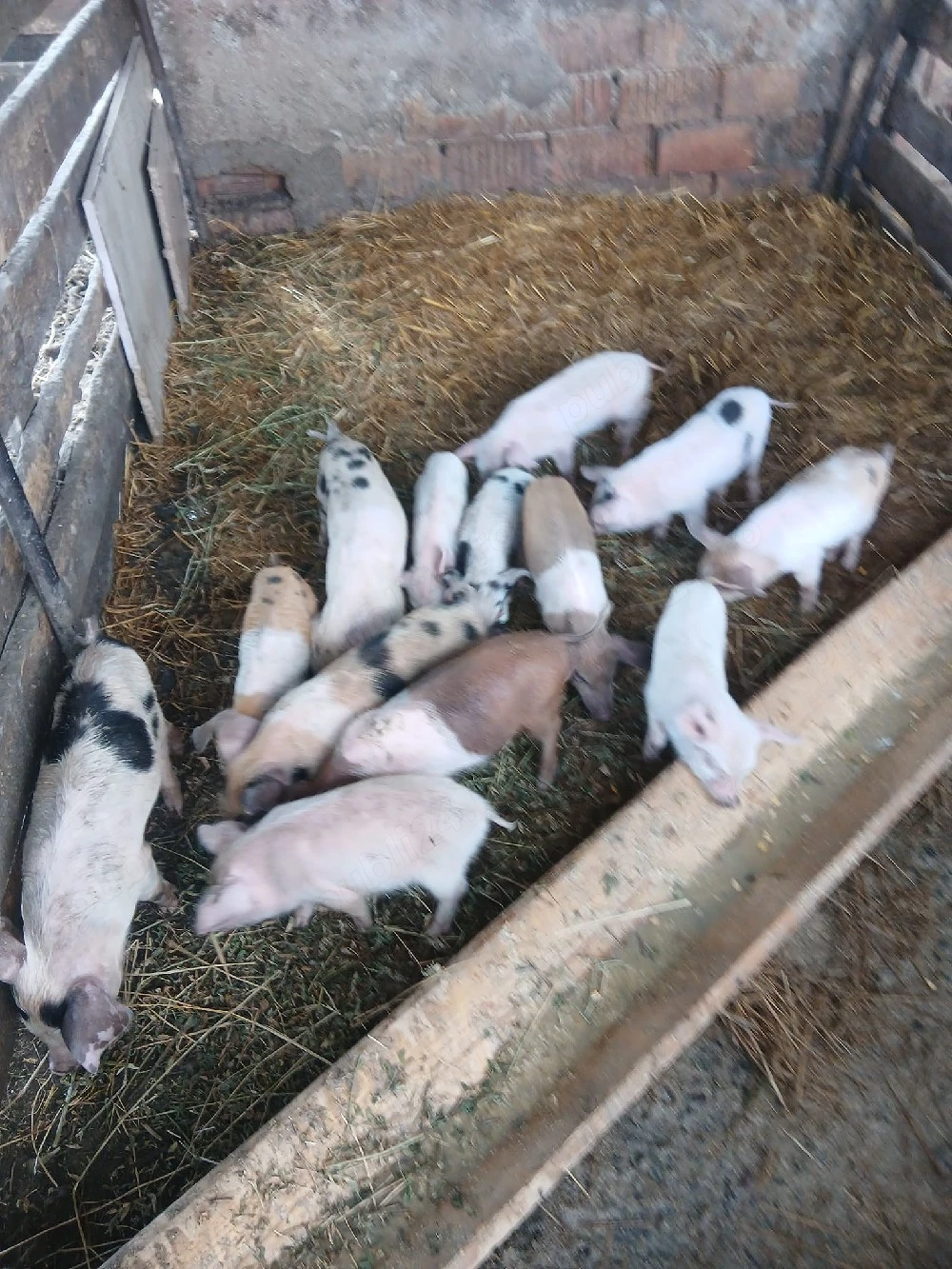 de vânzare 13 bucăți vaccinați castrați mânca orice mai multe detalii la telefon preț 200 lei bucata