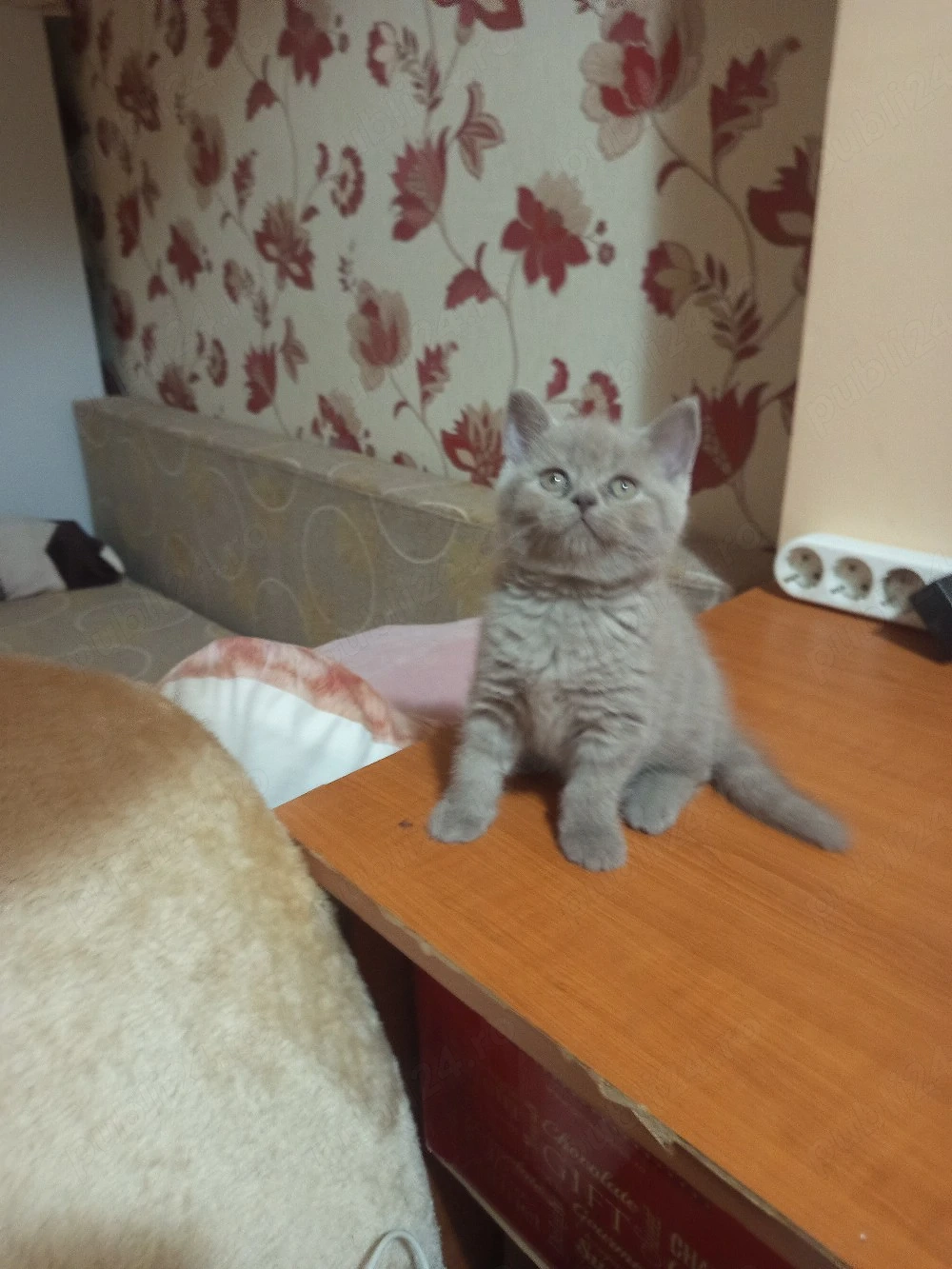 Pisicuțe British Shorthair 