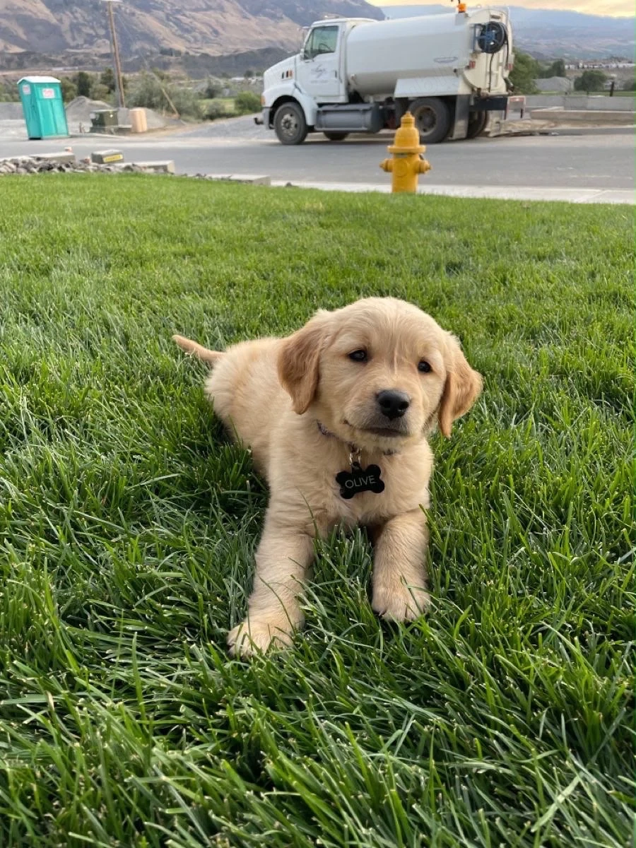 Golden Retriver 