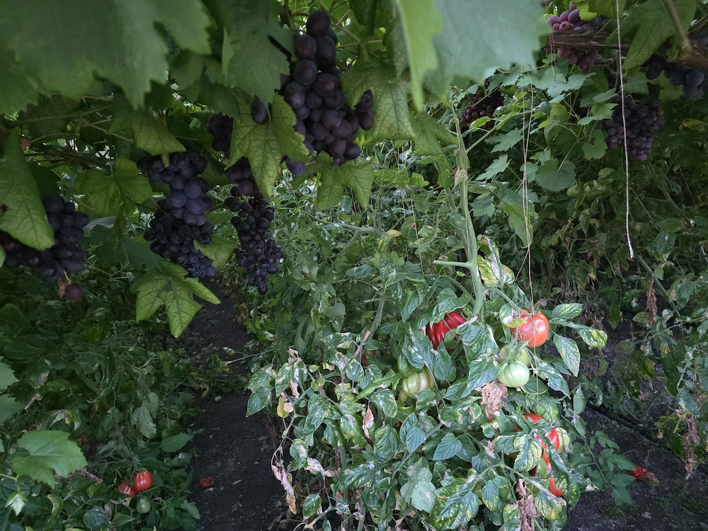 Angajam sezonier muncitori necalificați în agricultura 