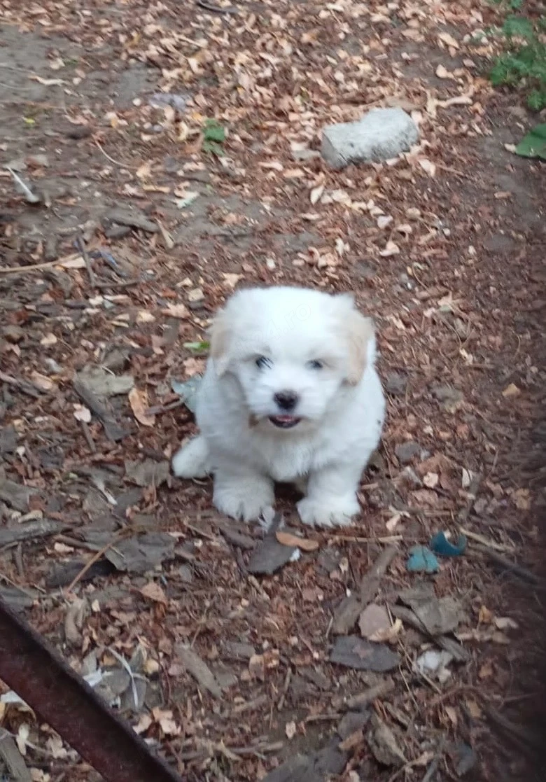 Pui de bichon 
