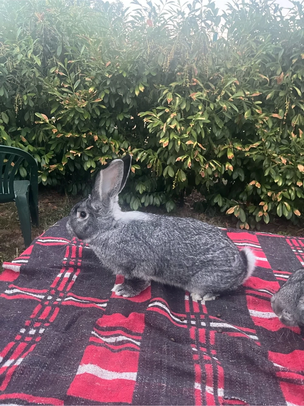 iepuri chinchilla