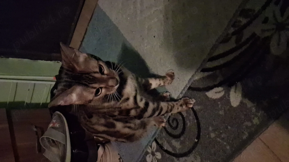 Vind pisica bengal