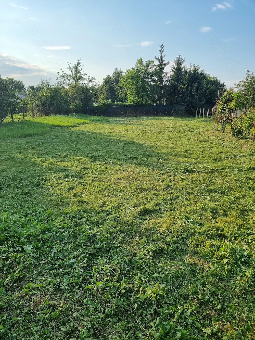 Teren Intravilan 1500 mp,Tunari,Dimieni