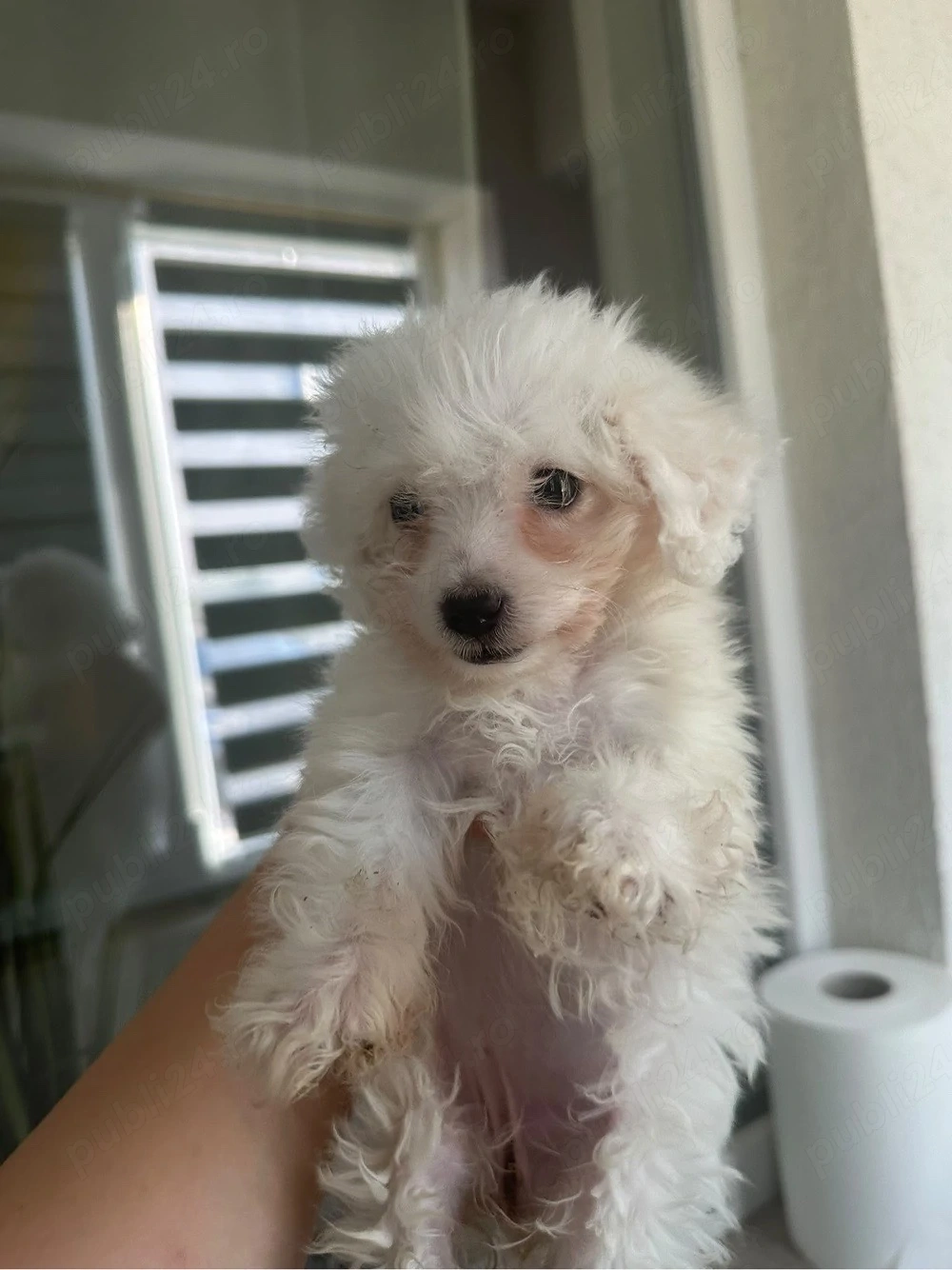 Bichon Fetita 
