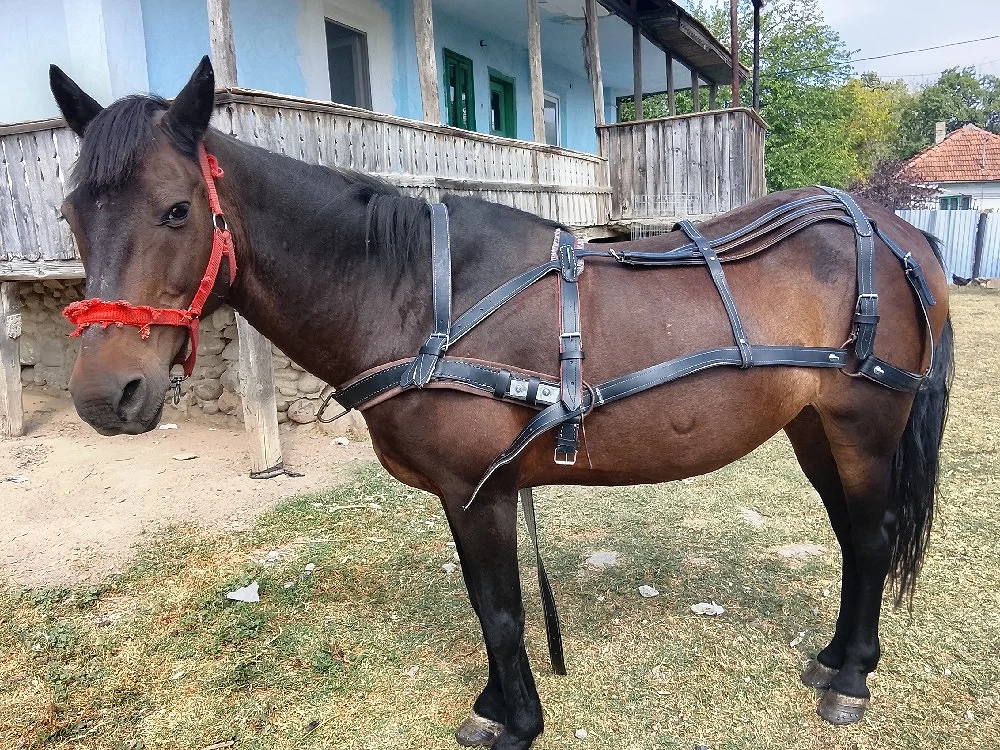 Cal de vânzare scoarța Gorj 