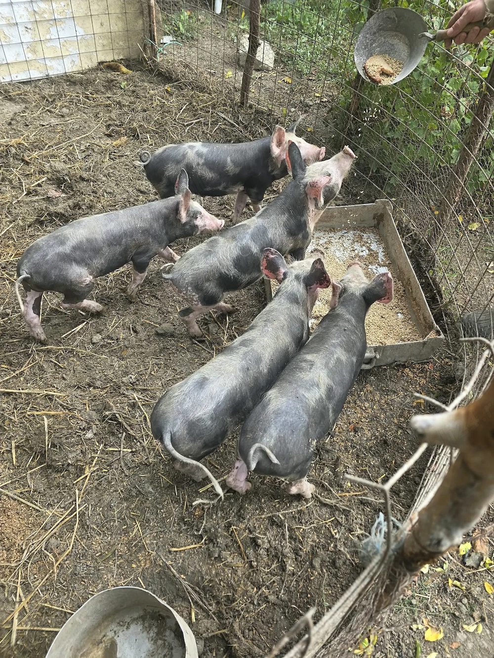 Porci rasa pietrain cu barsa 