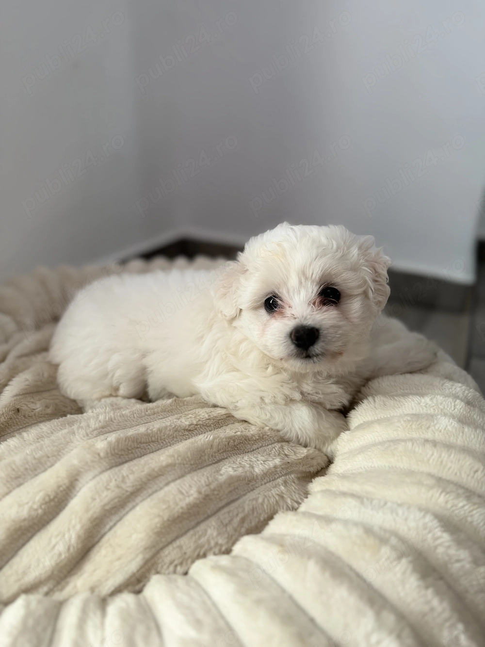 Fetiță Bichon Mini Toy