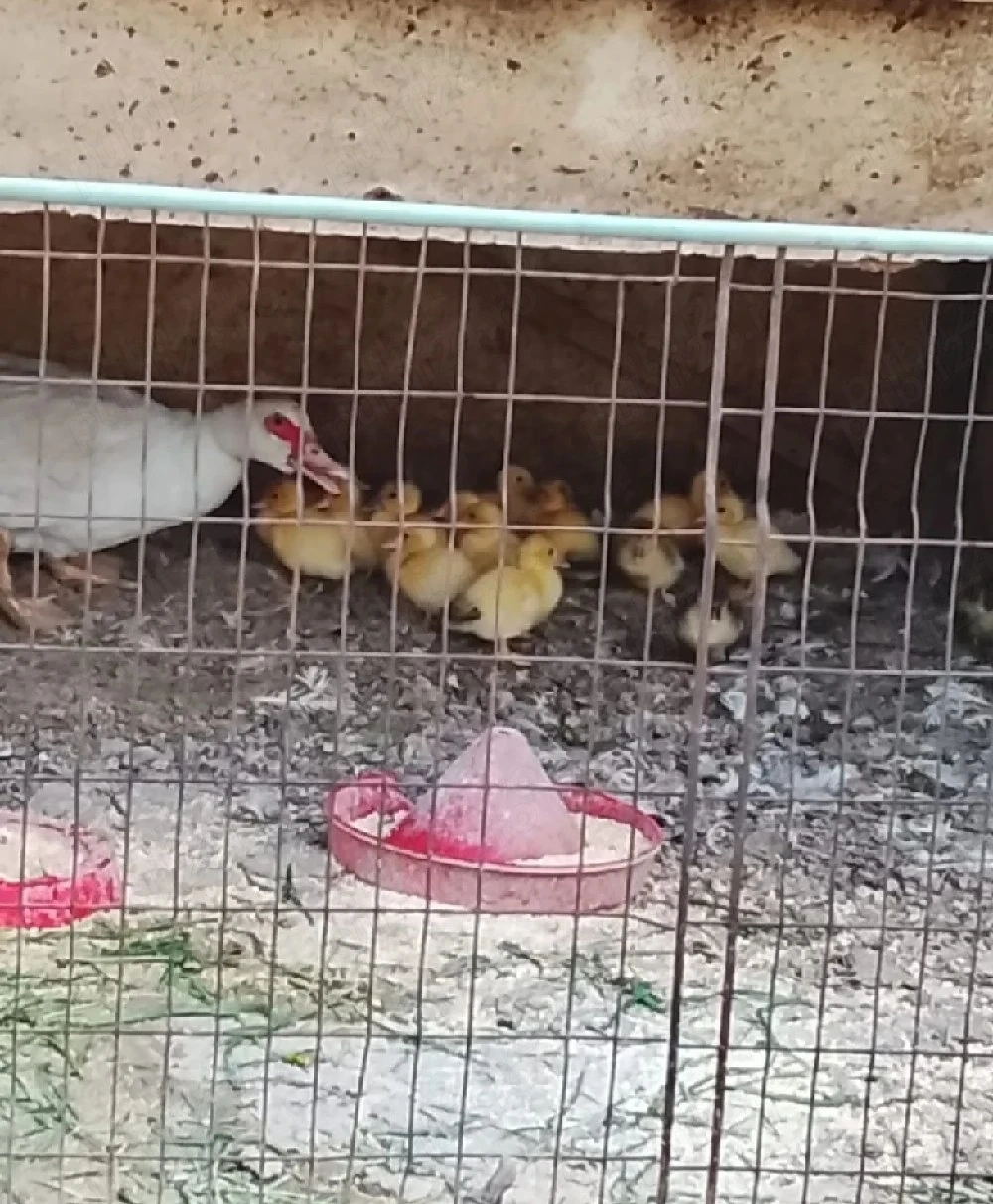 boboci rață mută 