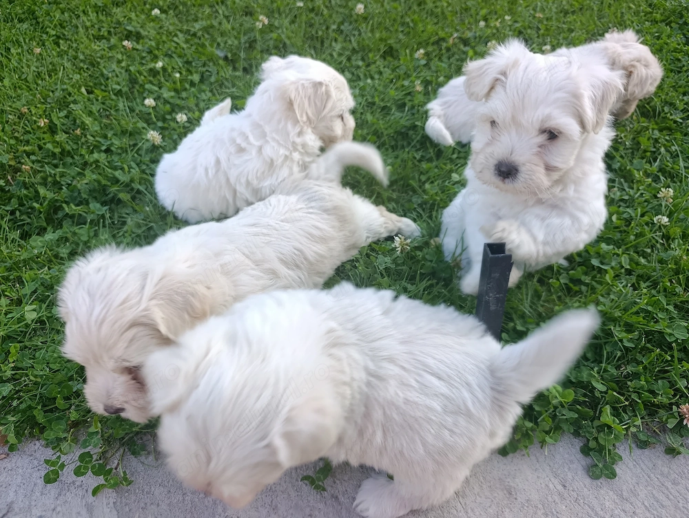 Bichon maltez puiuți blănoși 
