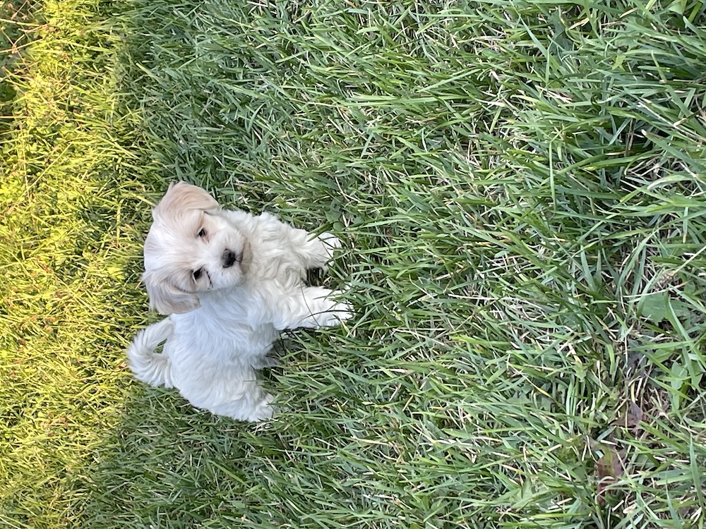 Pui bichon maltez