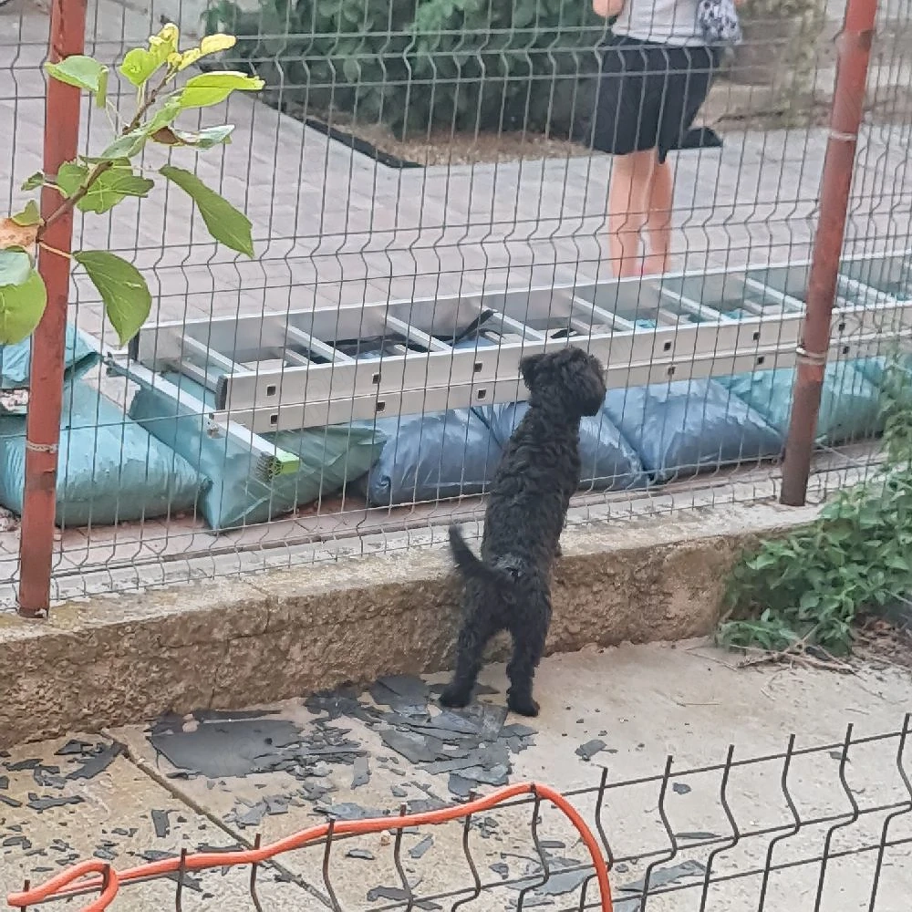 Vand fetita pudel
