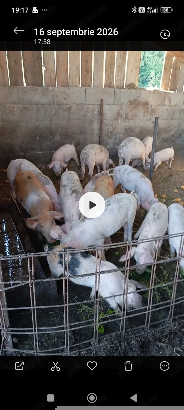 Soldani mari si purcei disponibili