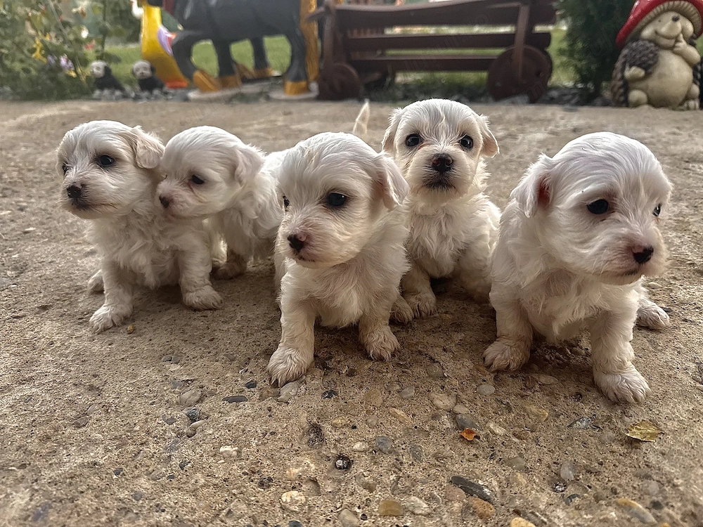 VÂND cățeluși rasa bichon maltez