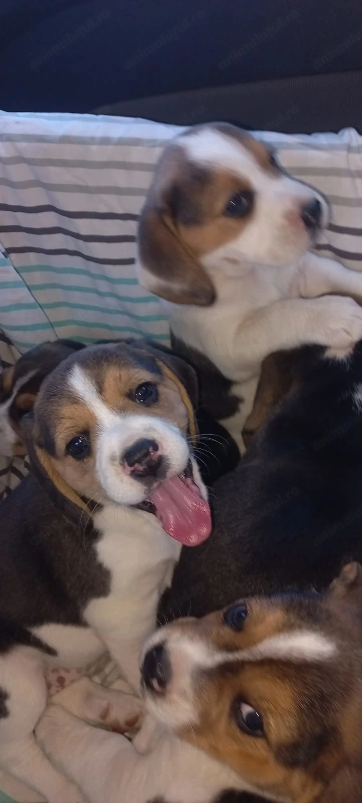 Fetițe beagle ,cautam stăpâni iubitori