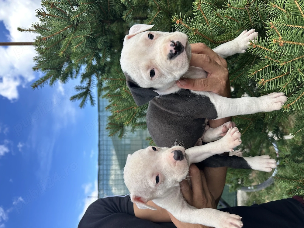 Pui Amstaff vârsta 5 săptămâni 