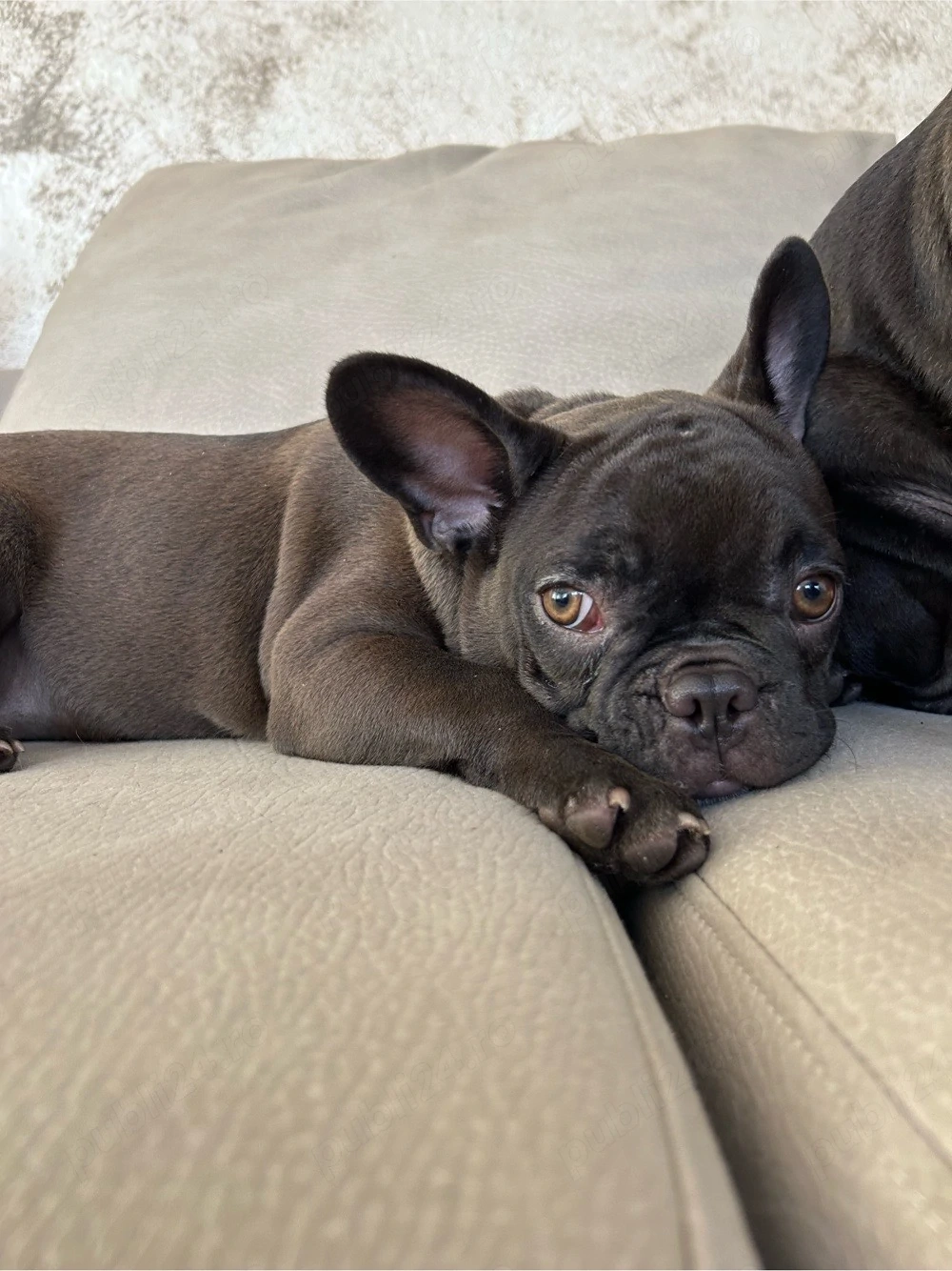bulldog  buldog francez 