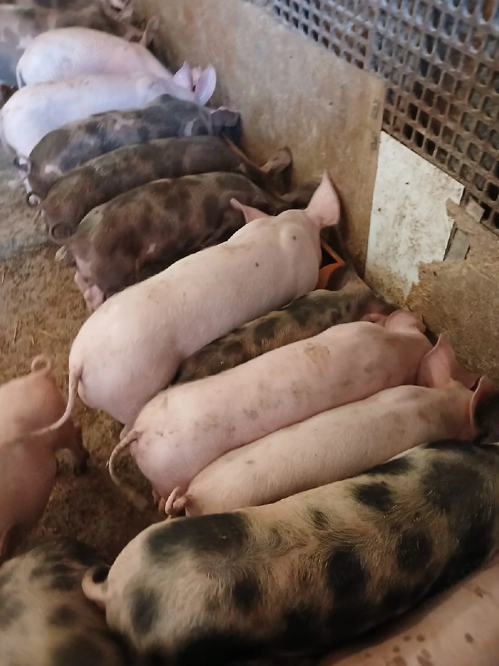 Vind purcei rasa de carne Pietrian cu Marele Alb 