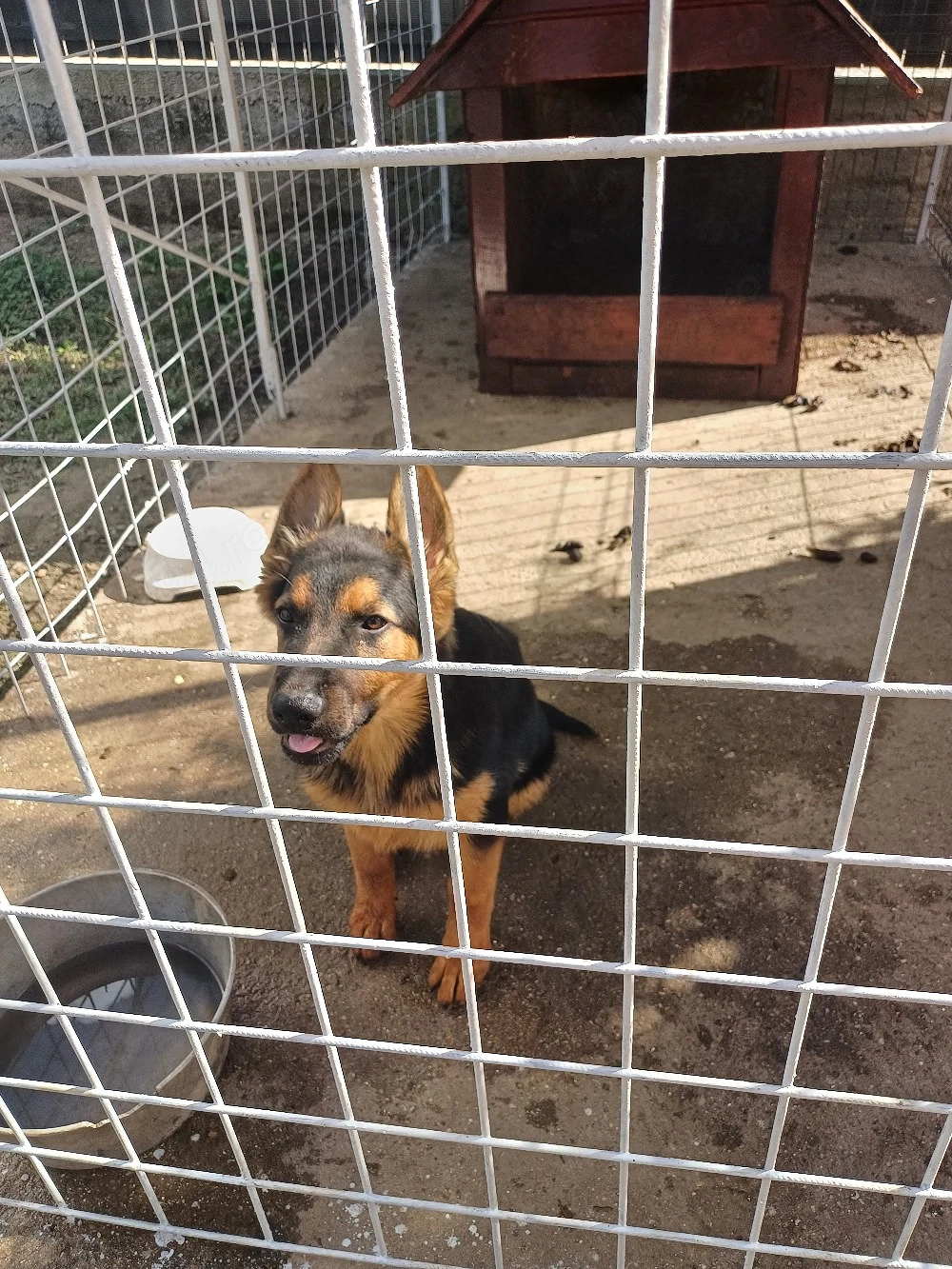 vănd pui ciobănesc german